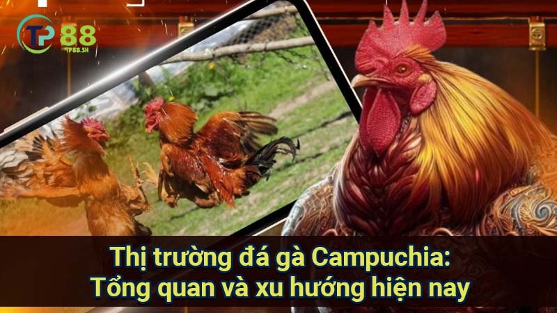 thi-truong-da-ga-campuchia:-tong-quan-va-xu-huong-hien-nay